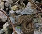 Common cottonmouth Muzzle may already live nearby