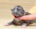 Hranjenje novorođenih mačića