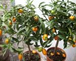 O plantă frumoasă din China - citrice Fortunella (kinkan, kumquat)