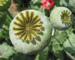 Papavero orientale perenne: semina e cura, caratteristiche della semina, reimpianto Papavero perenne o annuale