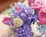 Floral etiquette in different countries of the world Flowers for the housewife