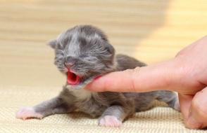 Nourrir les chatons nouveau-nés